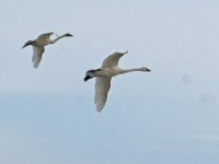 Swans in Flight